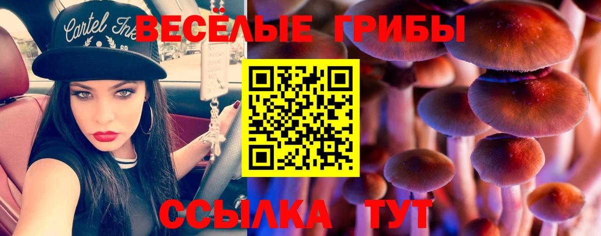 Энгельс  Псилоцибиновые грибы Psilocybe  Вход с VPN 