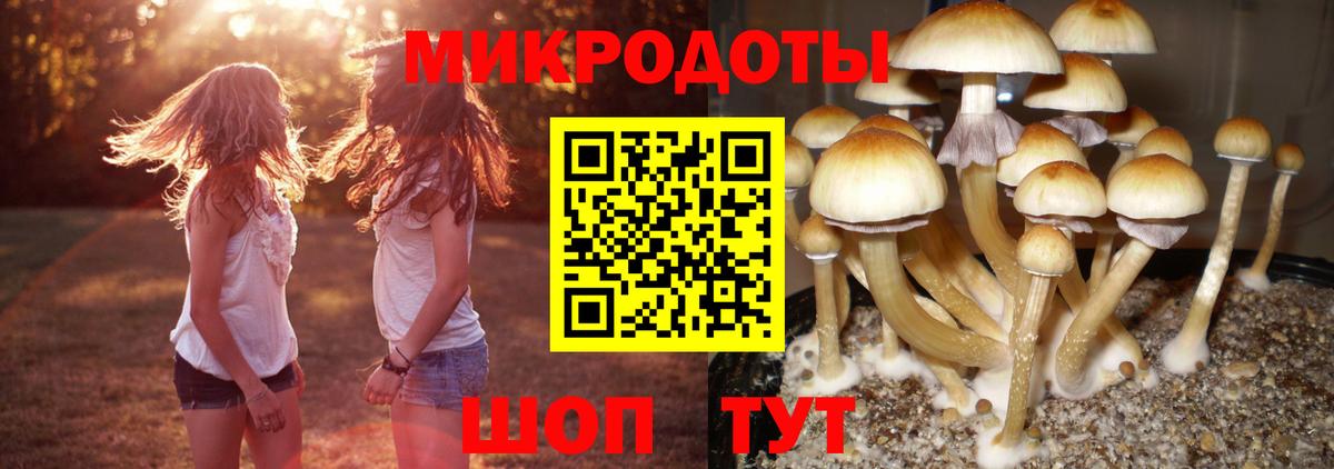 Псилоцибиновые грибы Psilocybine cubensis Энгельс